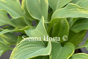 Hosta 'Poker'