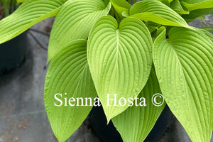 Hosta 'Spotlight'