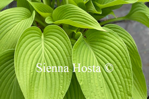 Hosta 'Spotlight'