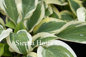 Hosta Angelique