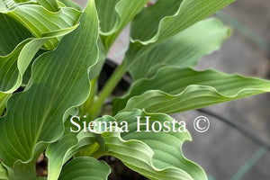 Hosta 'Waterslide'