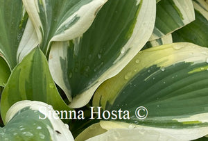 Hosta Angelique