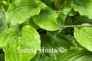 Hosta 'Celtic Dancer'