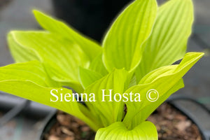 Hosta 'Blackfoot'