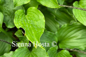 Hosta 'Celtic Dancer'