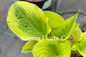 Hosta 'Summer Breeze'