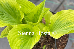 Hosta 'Summer Breeze'