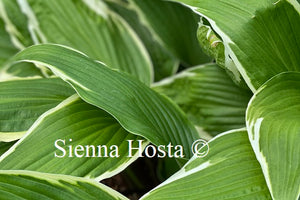 Hosta Dragon Warrior