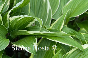 Hosta Dragon Warrior