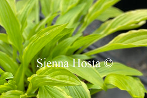 Hosta 'Shade Beauty'