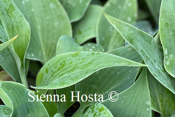 Hosta Devon Blue