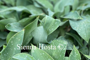 Hosta 'Devon Blue'