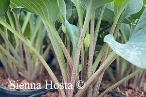 Hosta 'Dewed Steel'