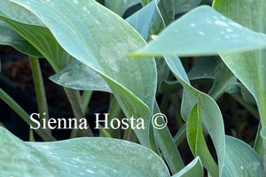 Hosta 'Dewed Steel'