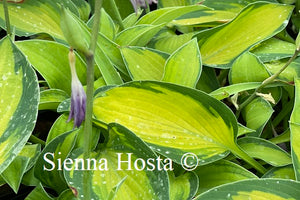 Hosta Goldrush