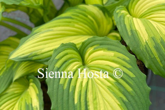 Hosta 'War Paint' - Sienna Hosta