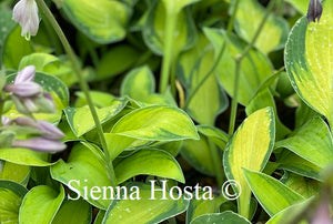 Hosta Goldrush