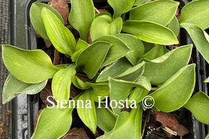 Hosta Green Mouse Ears