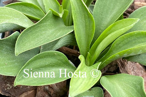 Hosta Green Mouse Ears