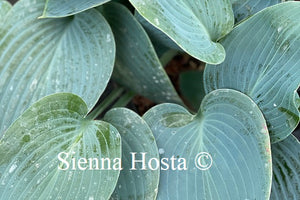 Hosta Halcyon