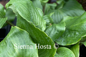 Hosta Holar Red Spear