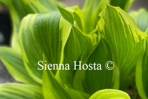 Hosta 'On the Border'