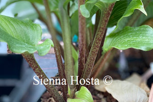 Hosta Holar Red Spear
