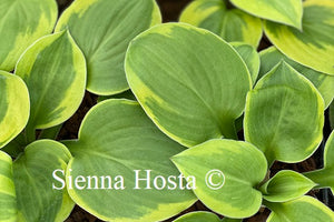 Hosta Ice Cream