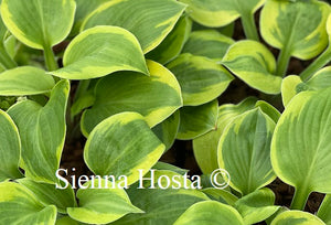 Hosta Ice Cream