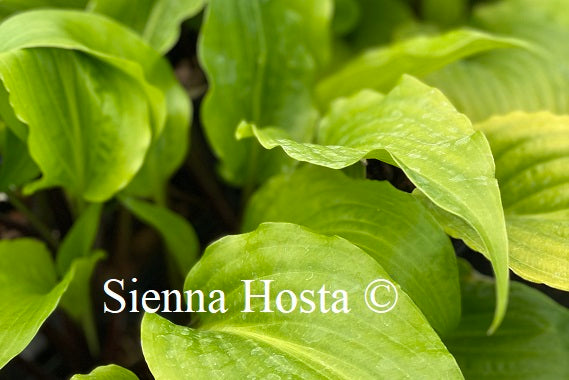 Hosta Invincible Spirit