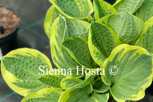 Hosta Heart's Content