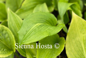 Hosta Invincible Spirit