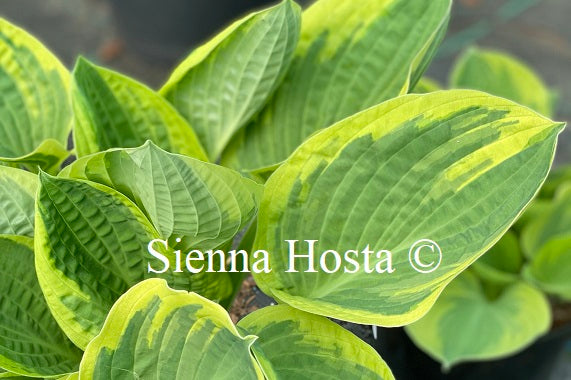 Hosta 'Heart's Content'