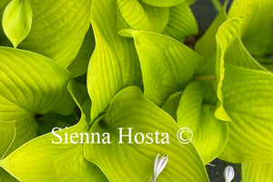 Hosta Key West