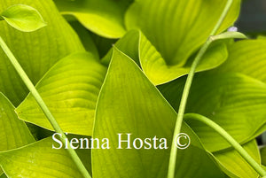 Hosta Key West