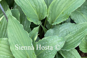 Hosta 'Love Song'