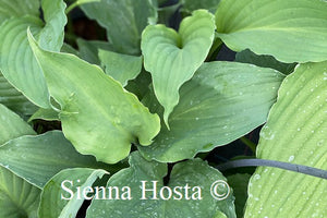 Hosta 'Love Song'