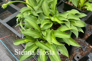 Hosta Paradise Puppet