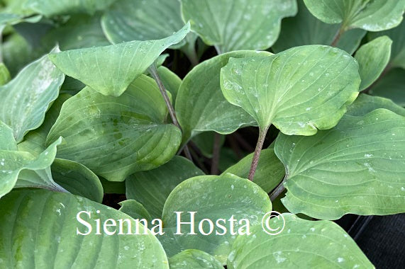 Hosta Paradise Red Delight