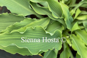 Hosta 'Neptune'