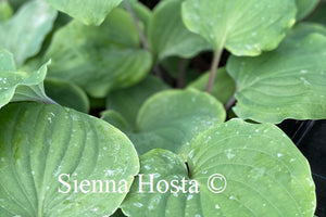 Hosta Paradise Red Delight