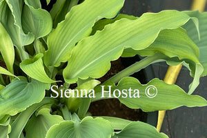 Hosta 'Neptune'