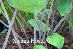 Hosta Paradise Red Delight
