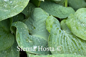 Hosta sieboldiana var. 'Elegans'