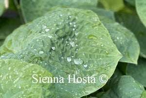 Hosta sieboldiana var. 'Elegans'