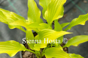 Hosta 'Golden Oriole'