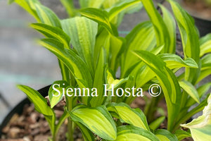 Hosta 'First Mate'