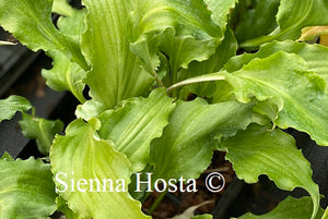 Hosta 'Unruly Child'