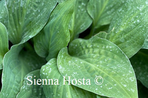Hosta 'Zita'