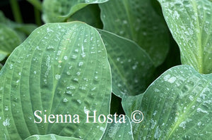 Hosta 'Zita'